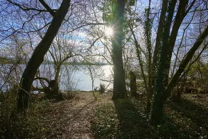 Altmuhlsee Landscape Photo Drucke: View of a lake through trees, with sun rays breaking through the canopy