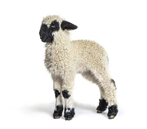 Cute Lamb Drucke: Side view of a Lamb Blacknose sheep three weeks old