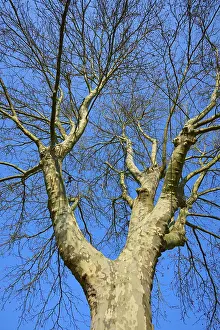 Deciduous Tree In Winter Drucke: View of a large, deciduous tree against a blue sky in winter