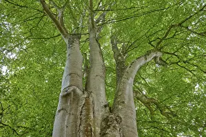 Copper Beech Drucke: View from below of a large tree with dense green canopy
