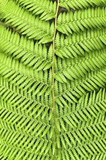 Dicksonia Antarctica Drucke: Detail top view of leaf of soft tree fern