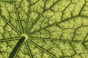 Open Air Botanicals Drucke: Bottom view of the leaf surface of a nasturtium