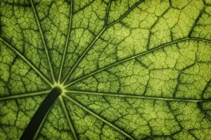 Brassicaceae Family Drucke: Bottom view of the leaf surface of a nasturtium
