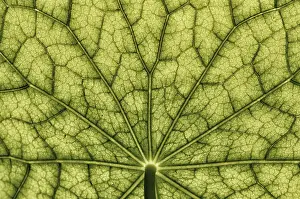 Nasturtium Leaf Surface Drucke: Bottom view of the leaf surface of a nasturtium