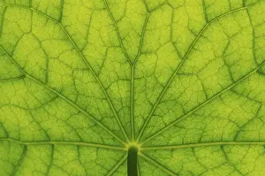 Nasturtium Leaf Surface Drucke: Bottom view of the leaf surface of a nasturtium