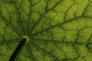 Nasturtium Leaf Surface Drucke: Bottom view of the leaf surface of a nasturtium