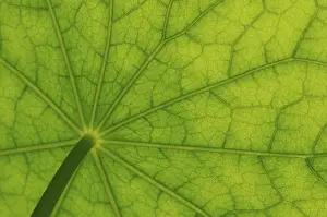 Brassicaceae Plant Drucke: Bottom view of the leaf surface of a nasturtium