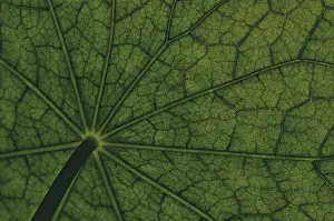 Nasturtium Leaf Surface Drucke: Bottom view of the leaf surface of a nasturtium