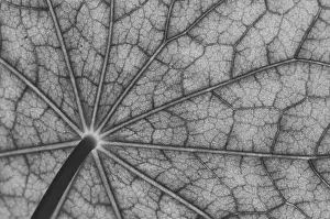 Brassicaceae Family Plants Drucke: Bottom view of the leaf surface of a nasturtium in black