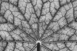 Brassicaceae Plants Drucke: Bottom view of the leaf surface of a nasturtium in black