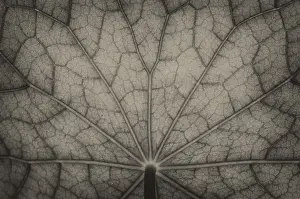 Nature Photography Drucke: Bottom view of the leaf surface of a nasturtium in black