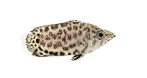 White Background Wildlife Image Drucke: Side view of a Leopard bush fish