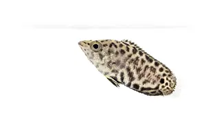 Bony Fish Studio Shot Drucke: Side view of a Leopard bush fish