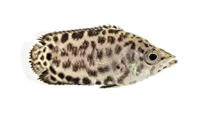 Side View Of A Fish Drucke: Side view of a Leopard bush fish