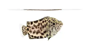 Side View Of A Fish Drucke: Side view of a Leopard bush fish