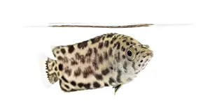 Seitenansicht eines Leopard-Buschfisches.