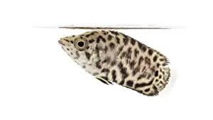 Side View Of A Fish Drucke: Side view of a Leopard bush fish