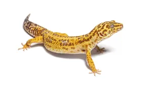 White Studio Environment For Text Drucke: Side view of Leopard gecko, Eublepharis macularius