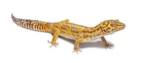 Leopard Gecko Drucke: Side view of Leopard gecko, Eublepharis macularius