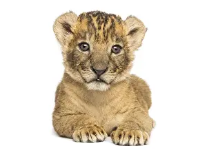 Young Lion Drucke: Front view of a Lion cub lying down