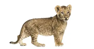 Predator Animal Image Drucke: Side view of a Lion cub standing