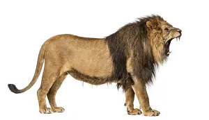 Carnivorous Animal Portrait Drucke: Side view of a Lion roaring, standing