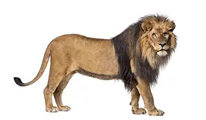 Predator Animal Photo Drucke: Side view of a Lion standing, looking at the camera