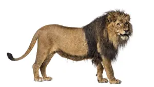 Predator Animal Photography Drucke: Side view of a Lion standing, roaring