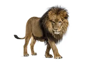 White Background Studio Drucke: Side view of a Lion walking, looking down