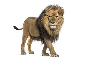 Lion Isolated On White Background Drucke: Side view of a Lion walking, looking at the camera