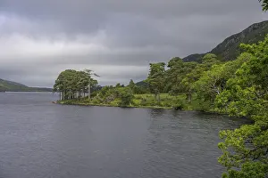 Tree Grove Landscape Drucke: View over Loch Beagh with a group of trees