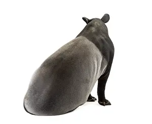 Malayan Tapir Drucke: Back view of a Malayan tapir Sitting