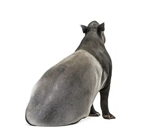 Malayan Tapir Drucke: Back view of a Malayan tapir Sitting