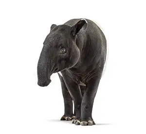 Malayan Tapir Drucke: Front view of a Malayan tapir, Tapirus indicus
