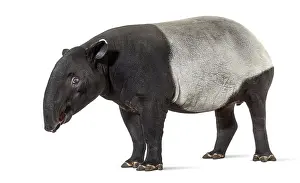 Malayan Tapir Drucke: Side view of a Malayan tapir, Tapirus indicus