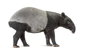 Malayan Tapir Drucke: Side view of a Malayan tapir, Tapirus indicus