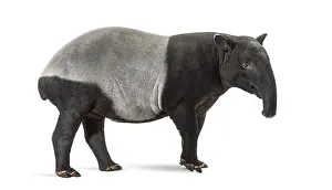 Malayan Tapir Drucke: Side view of a Malayan tapir, Tapirus indicus