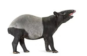 Wildlife Photography Black And White Drucke: Side view of a Malayan tapir using its snout to smell