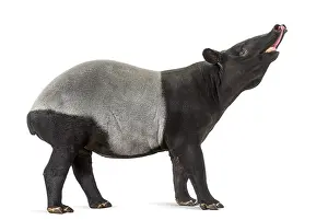 Herbivorous Mammal Image Drucke: Side view of a Malayan tapir using its snout to smell