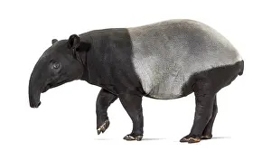 Wild Animal Profile Drucke: Side view of a Malayan tapir walking