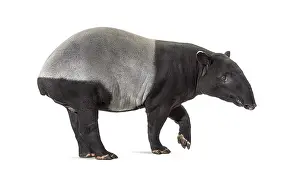Malayan Tapir Drucke: Side view of a Malayan tapir walking