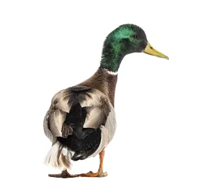 Wildlife Photography Ducks Drucke: Back view of a Mallard Duck looking at the camera
