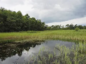 Marshland Landscape Drucke: View of a marshland landscape, reflection