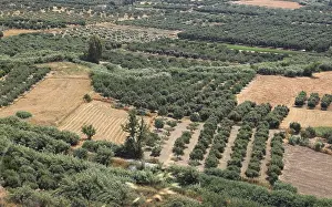 Olive Trees Crete Drucke: View over the Mesara plain, valley with olive trees