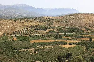 Olive Trees Greece Drucke: View over the Mesara plain, valley with olive trees