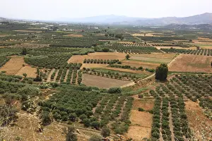 Olive Trees Crete Drucke: View over the Mesara plain, valley with olive trees
