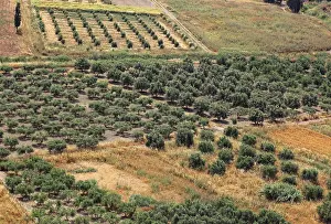 Olive Trees Crete Drucke: View over the Mesara plain, valley with olive trees
