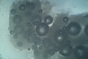 Durch Mikroskopie sichtbarer Trockenhefe in Wasser gelöst