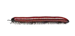 Wild Animal Profile Drucke: Side view of a Millipede crawling