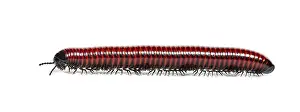 Wild Animal Profile Drucke: Side view of a Millipede crawling